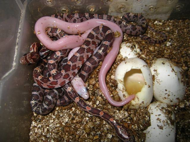 www.snakeguy.de - Captive Bred Corn Snakes, Ball Pythons, Boas